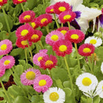 ENGLISH DAISY MIX Flower Seeds European Wildflower Early Blooms Groundcover heirloom non-GMO seeds