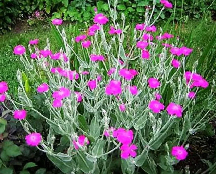 Purple-Rose Campion Perennial Vibrant Deep Color & Constant Flowering Seeds heirloom non-gmo seeds