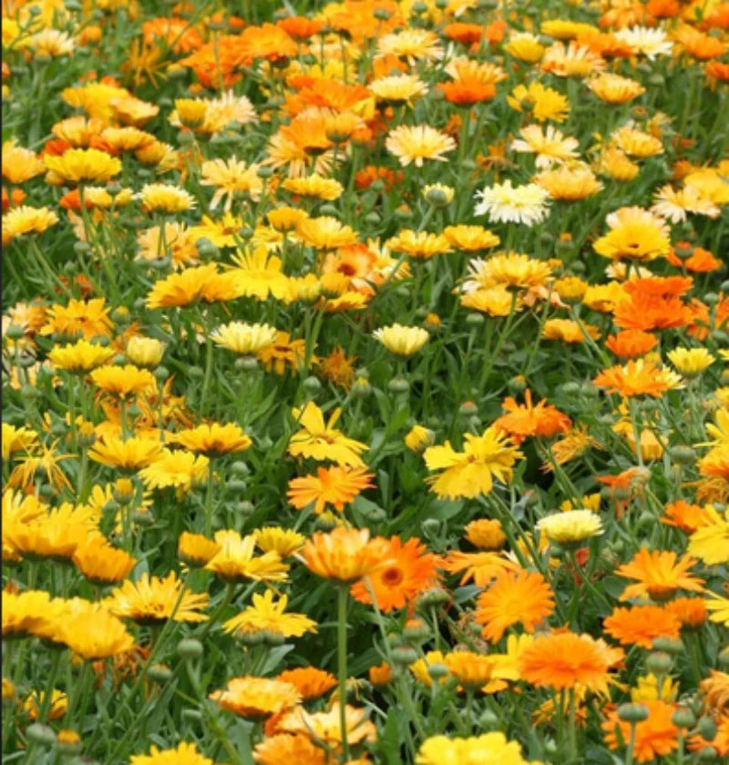 Calendula Flower Seeds seeds helpful herbal medicine aid- Grow Indoors too – Heirloom, Non-GMO, High Germination Organic Garden Seeds