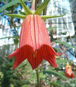 Canarina canariensis Canary Bellflower Seeds heirloom non-gmo seeds