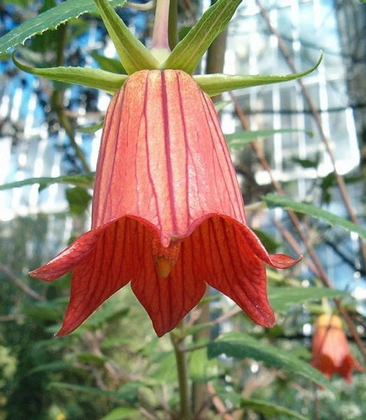 Canarina canariensis Canary Bellflower Seeds heirloom non-gmo seeds