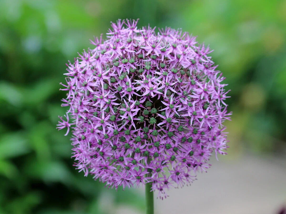 ALLIUM GIGANTEUM Seeds Giant Onion shipping Annual heirloom non-gmo seeds
