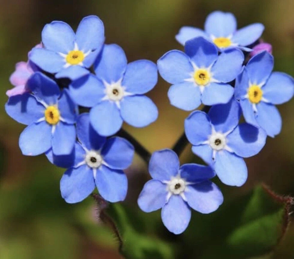 Forget Me Nots BLUE Perennial Flowers Re-Blooming homegrown seeds – Heirloom, Non-GMO, High Germination Organic Garden Seeds