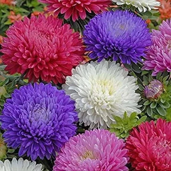ASTER MILADY MIX Callistephus Dwarf tall flowers heirloom non-gmo seeds