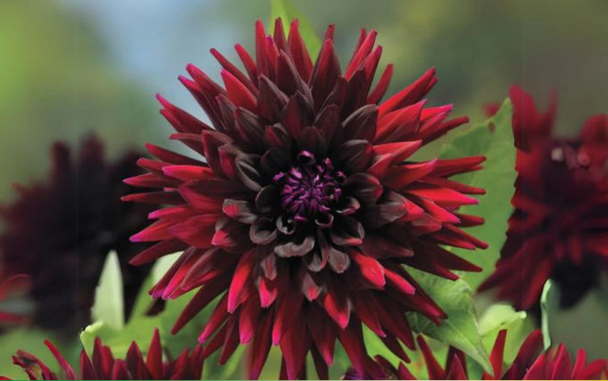 Black Narcissus Perennial Dahlia Seeds D063 heirloom non-GMO seeds