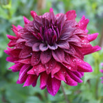 Rip City Dahlia Perennial Flowers Seeds Flowering seeds Bloom US SELL heirloom non-gmo seeds