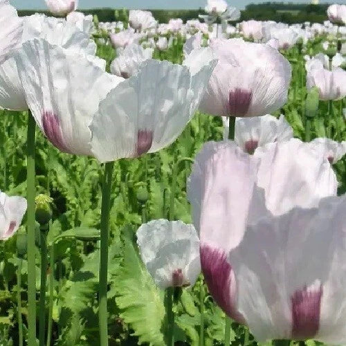 Czech Republic Papavear Somniferum Poppy Seeds for Planting Reselling – Heirloom, Non-GMO, High Germination Organic Garden Seeds