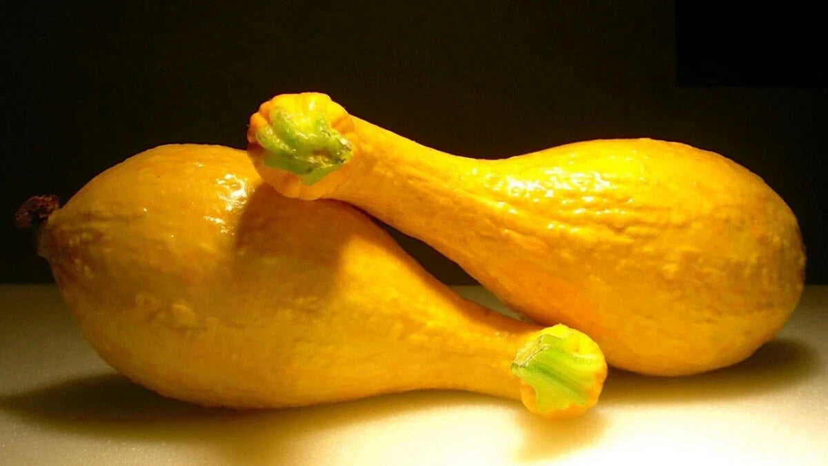 Crookneck Squash Seeds - VERY Growing - Day Harvest heirloom non-gmo seeds