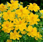 Cosmos Tall Yellow Sulphur Seeds Ct Flower Garden ANNUAL S&H heirloom non-gmo seeds
