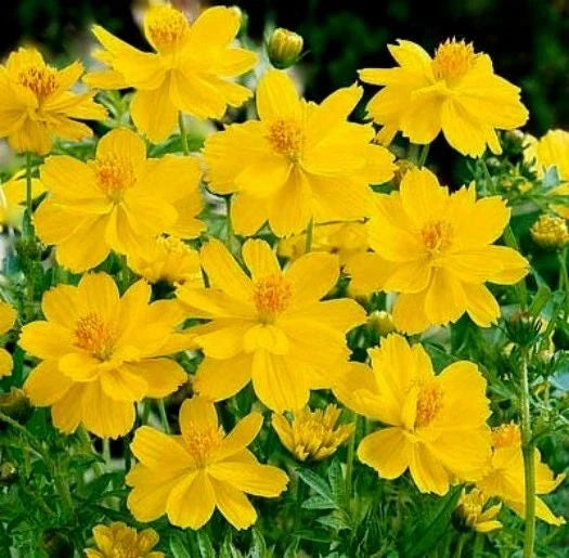 Cosmos Tall Yellow Sulphur Seeds Ct Flower Garden ANNUAL S&H heirloom non-gmo seeds