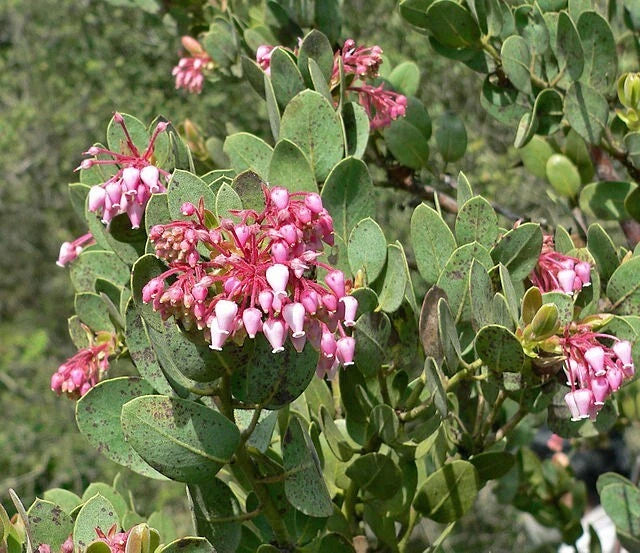 Arctostaphylos pringlei Pringle s Manzanita Seeds – Heirloom, Non-GMO, High Germination Organic Garden Seeds