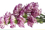 Bicolor Dark Pink Carnations - Dianthus Flowers Seeds heirloom non-gmo seeds