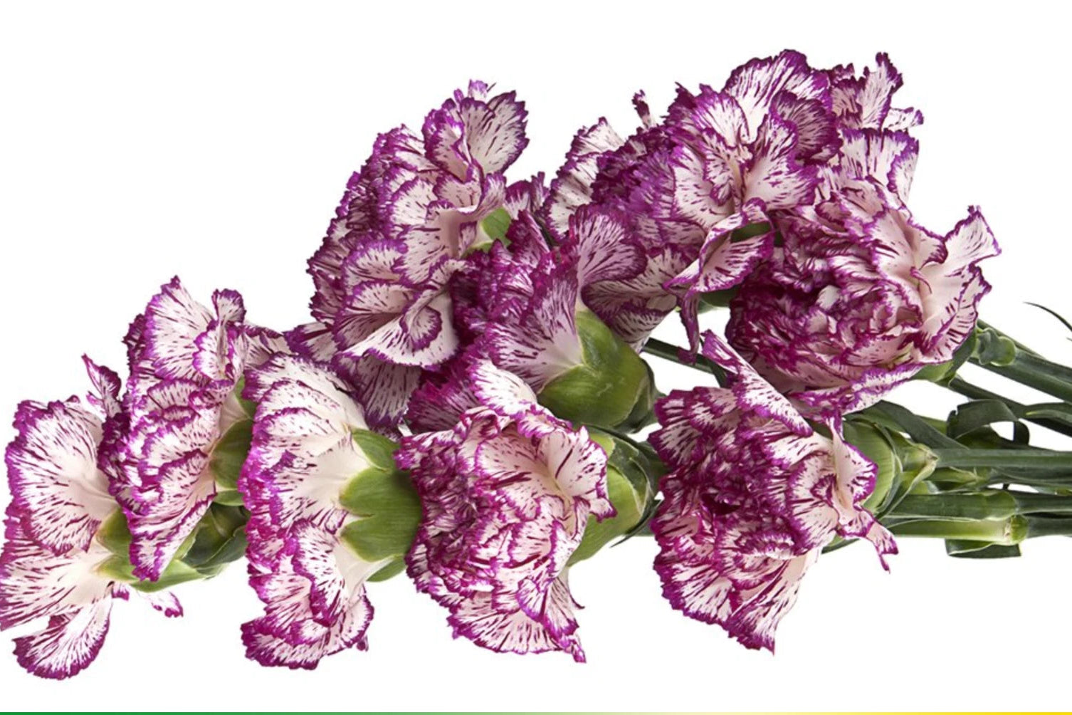 Bicolor Dark Pink Carnations - Dianthus Flowers Seeds heirloom non-gmo seeds