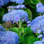 Blue Mink Ageratum Seeds Easy to Grow Garden Floss Flower heirloom non-gmo seeds