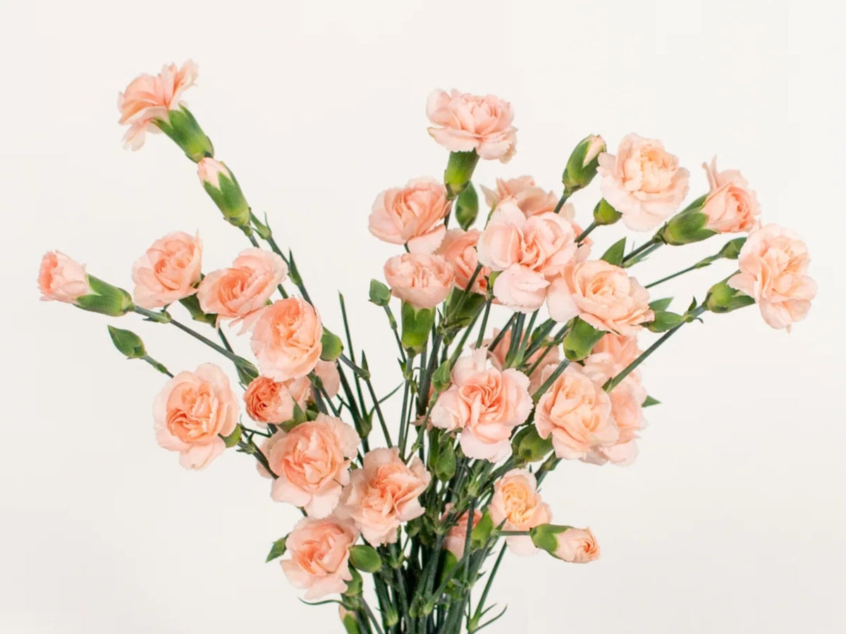 Peach Mini Carnations - Dianthus Flowers Seeds – Heirloom, Non-GMO, High Germination Organic Garden Seeds