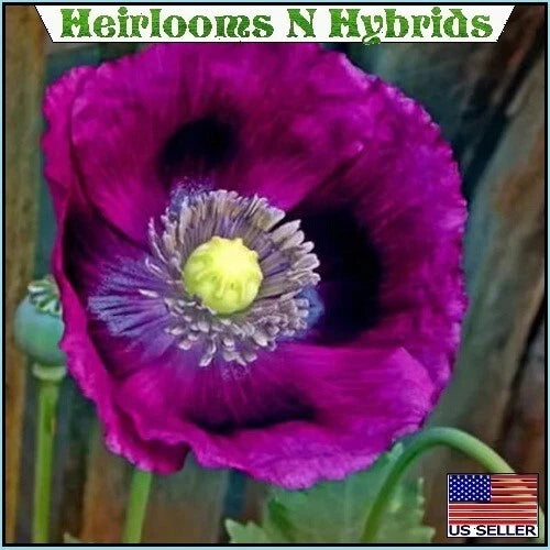Lauren s Grape Giant Papavaer Somniferum Poppy Seeds – Heirloom, Non-GMO, High Germination Organic Garden Seeds