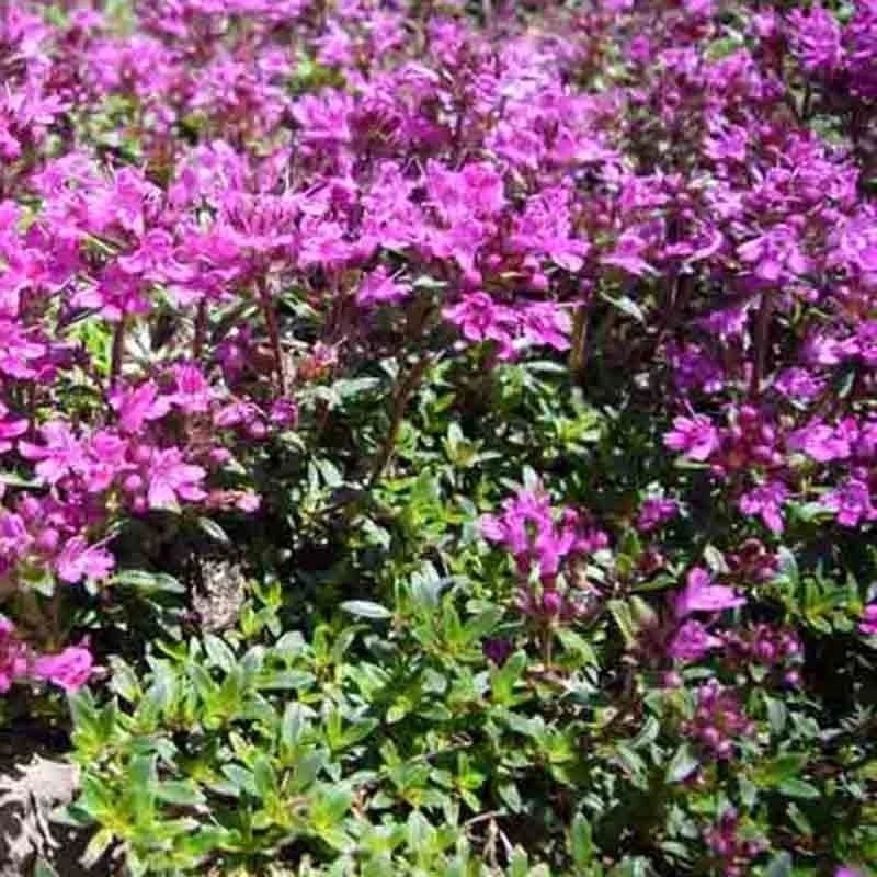 CREEPING THYME SEEDS PURPLE GROUNDCOVER LAWN HERB DROUGHT ARID PERENNIAL US – Heirloom, Non-GMO, High Germination Organic Garden Seeds