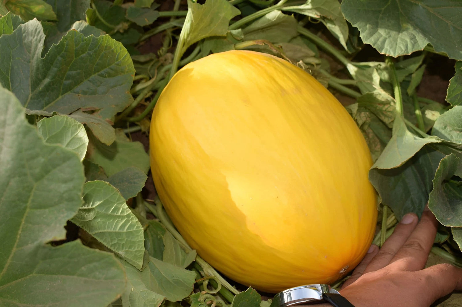 Crenshaw Melon Seeds - Tropical Notes Honey Sweet Melon – Heirloom, Non-GMO, High Germination Organic Garden Seeds