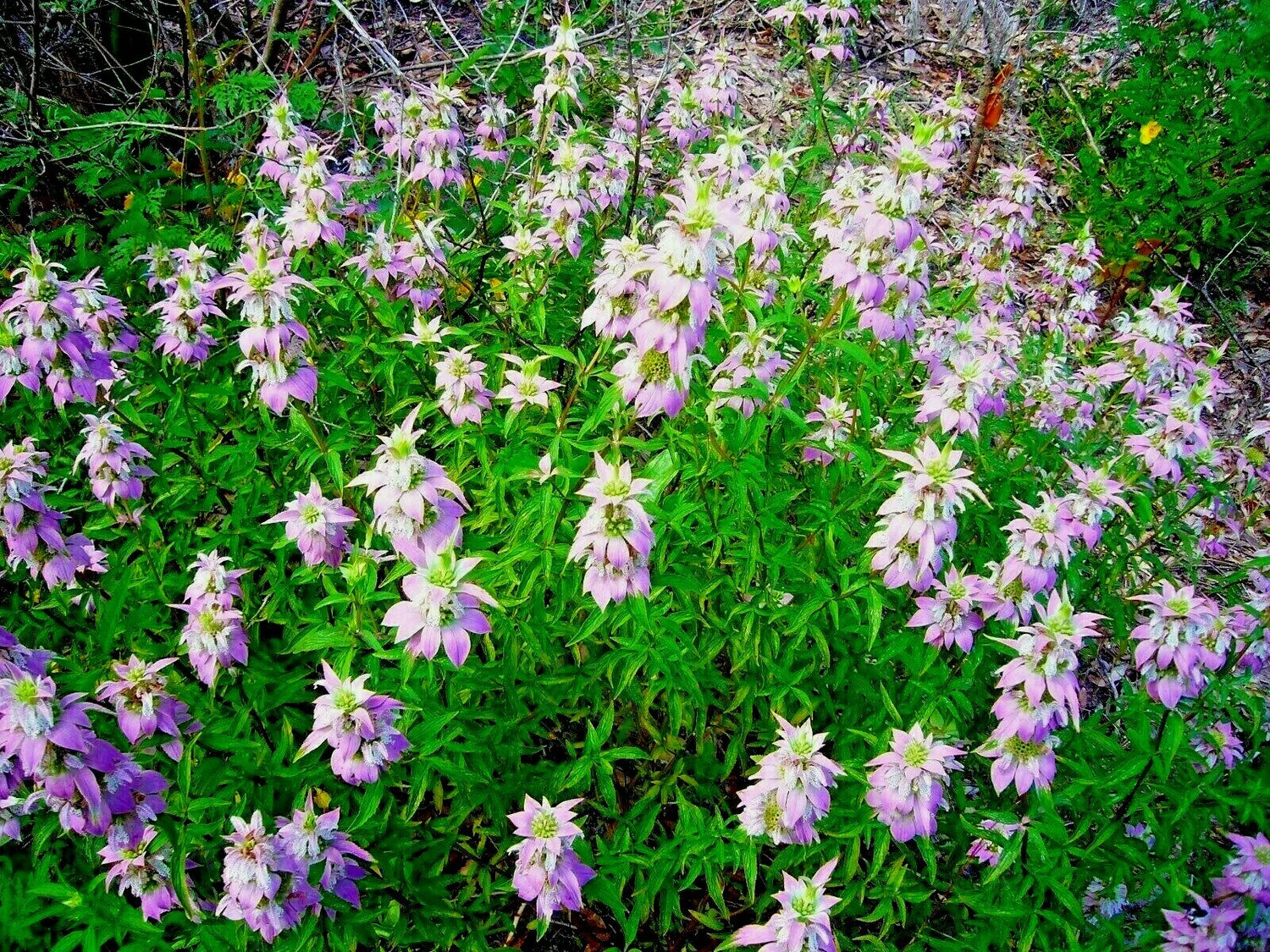 SPOTTED BEE BALM Flower Seeds Native Wildflower Herbal Tea Medicinal Plant – Heirloom, Non-GMO, High Germination Organic Garden Seeds