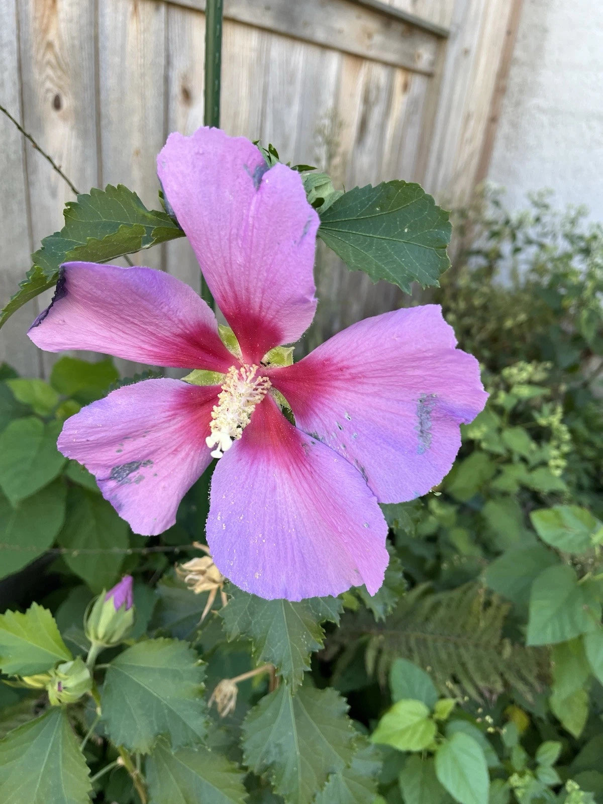 Rose Moon Rare Rose of Sharon Hybrid Seeds – Heirloom, Non-GMO, High Germination Organic Garden Seeds