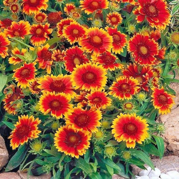 BLANKET FLOWER Seeds Native Wildflower Perennial Drought Heat Container Easy Various Wildflower Species heirloom non-gmo seeds