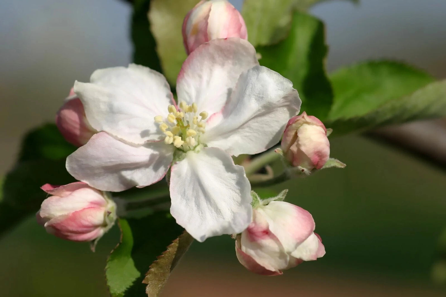 Red Delicious Apple Malus pumila Seeds – Heirloom, Non-GMO, High Germination Organic Garden Seeds