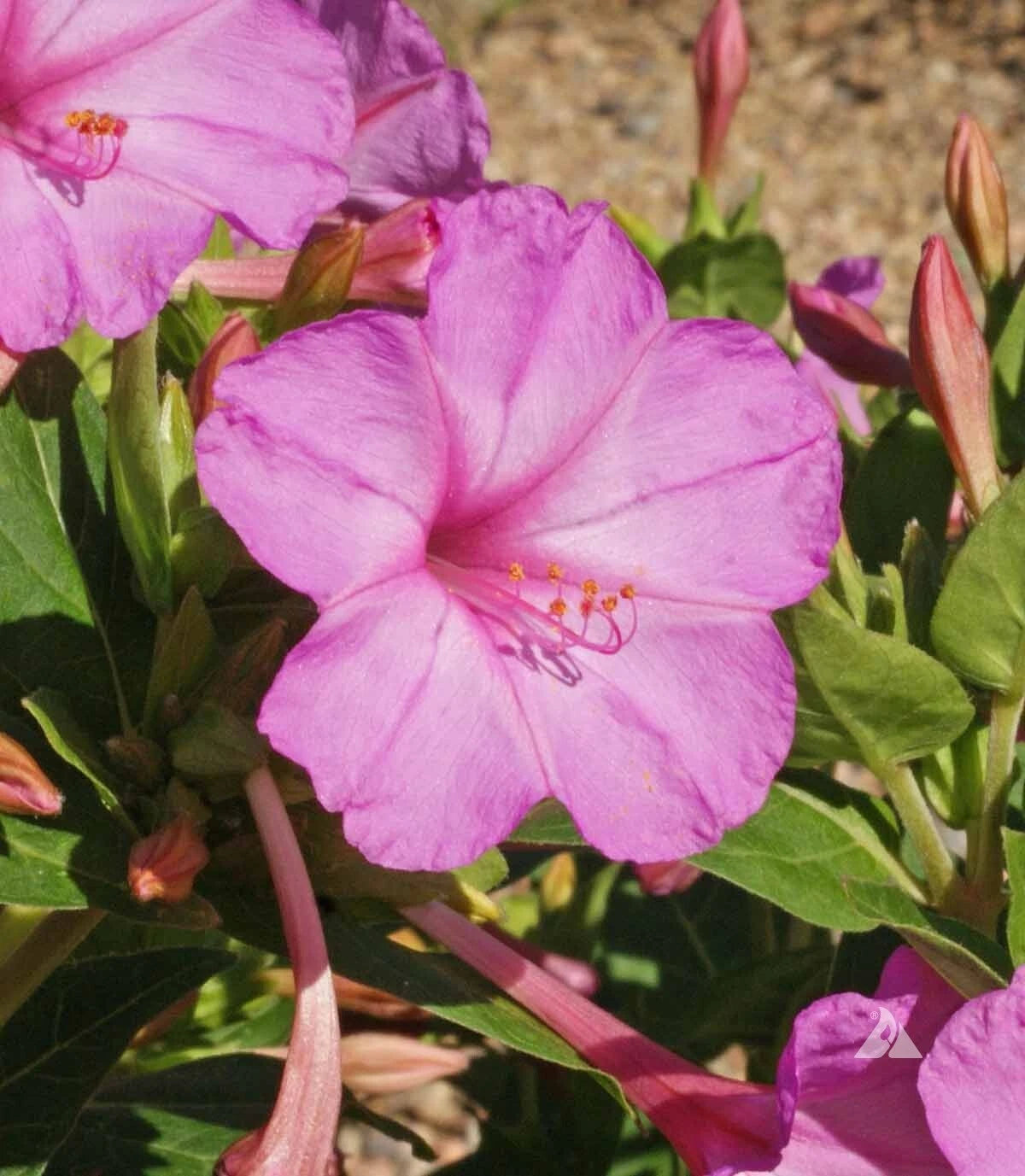 Four O Clock - Pink- Seeds – Heirloom, Non-GMO