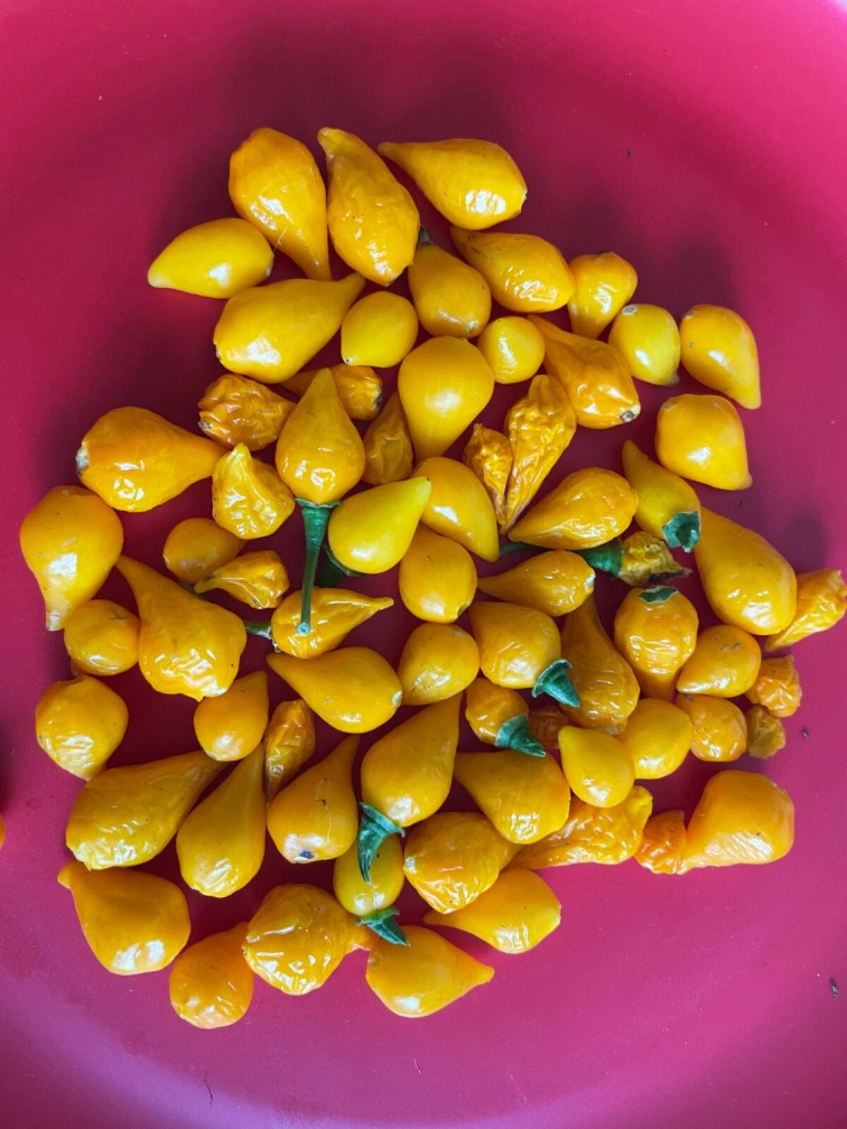 Yellow Biquinho Brazilian Pepper Seeds Hot – Heirloom, Non-GMO, High Germination Organic Garden Seeds