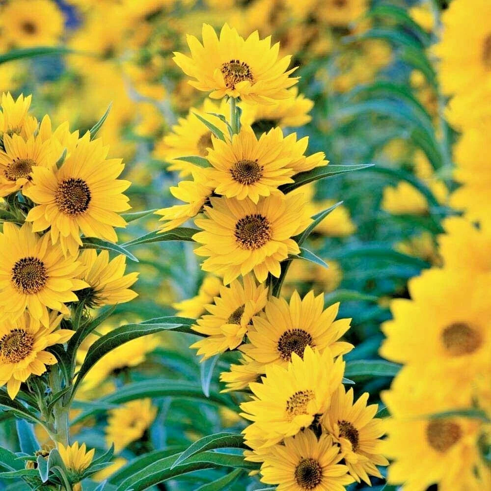 MAXIMILIAN Prairie SUNFLOWER Seeds Native Wildflower Heat Cold Drought Fence – Heirloom, Non-GMO, High Germination Organic Garden Seeds