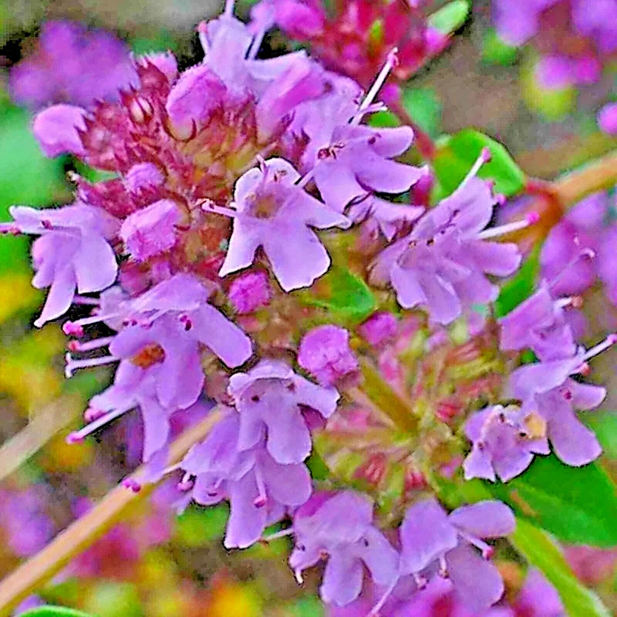 CREEPING THYME SEEDS PURPLE GROUNDCOVER LAWN HERB DROUGHT ARID PERENNIAL US heirloom non-GMO seeds