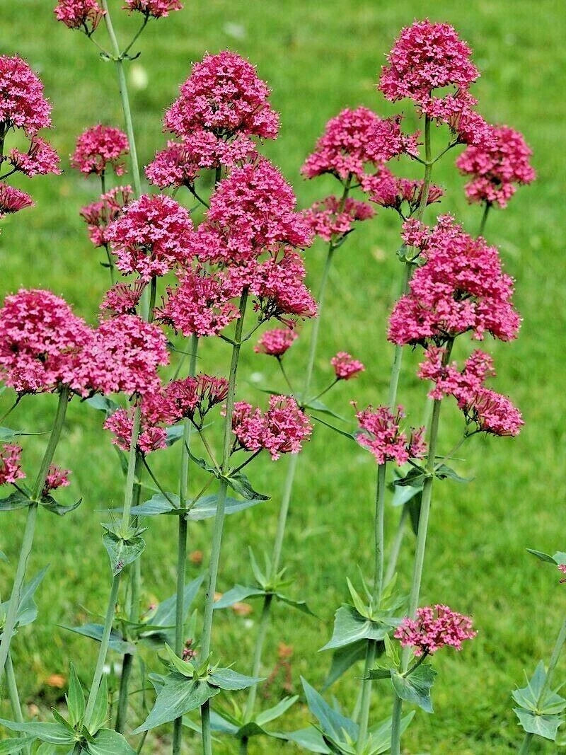 RED VALERIAN SEEDS CENTRANTHUS RUBER JUPITERS BEARD KISS ME QUICK PINK heirloom non-GMO seeds