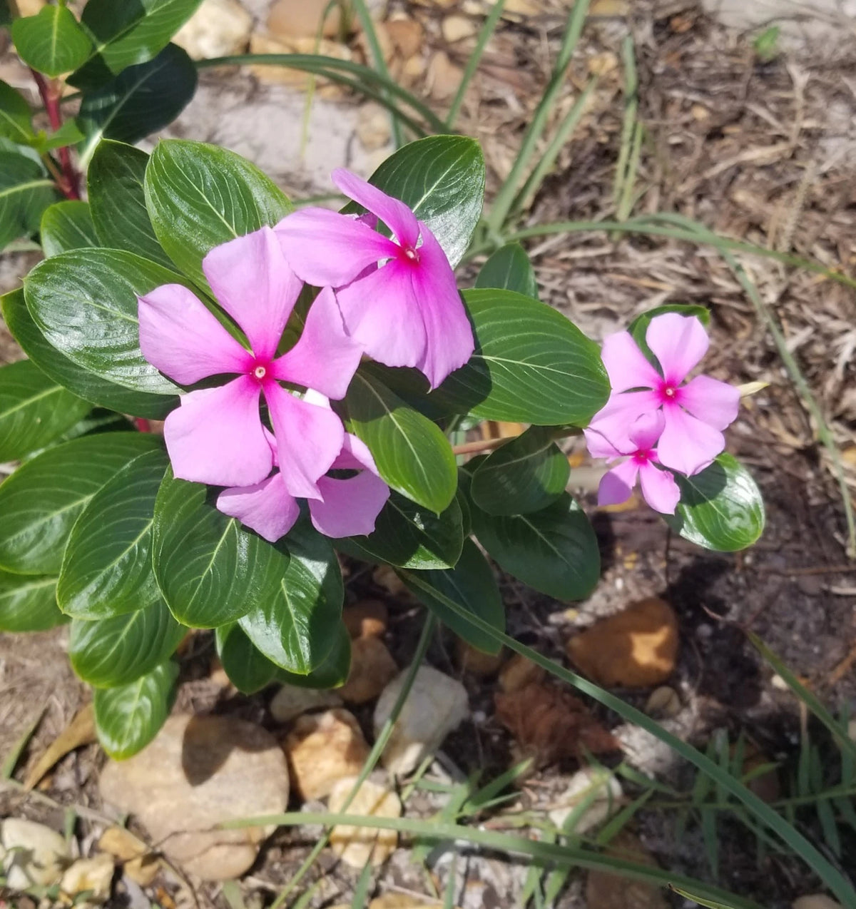 Pink Periwinkle Seeds Catharanthus Vinca Rosea Flower Seeds – Heirloom, Non-GMO, High Germination Organic Garden Seeds