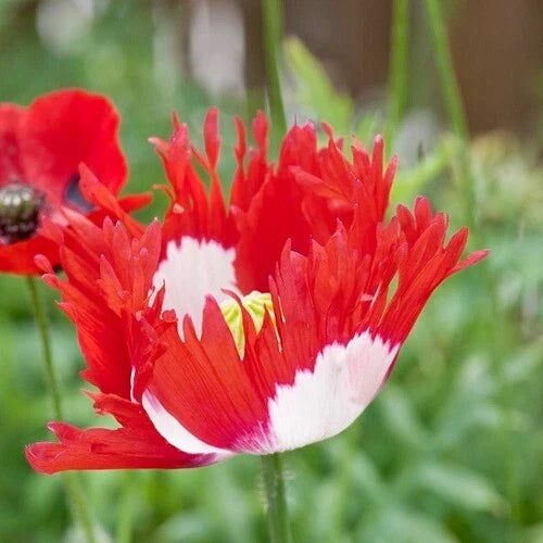 Danish Flag Poppy Seeds Planting Excellent Reseller – Heirloom, Non-GMO, High Germination Organic Garden Seeds