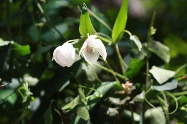 Calochortus albus White Fairy Lantern Seeds – Heirloom, Non-GMO, High Germination Organic Garden Seeds