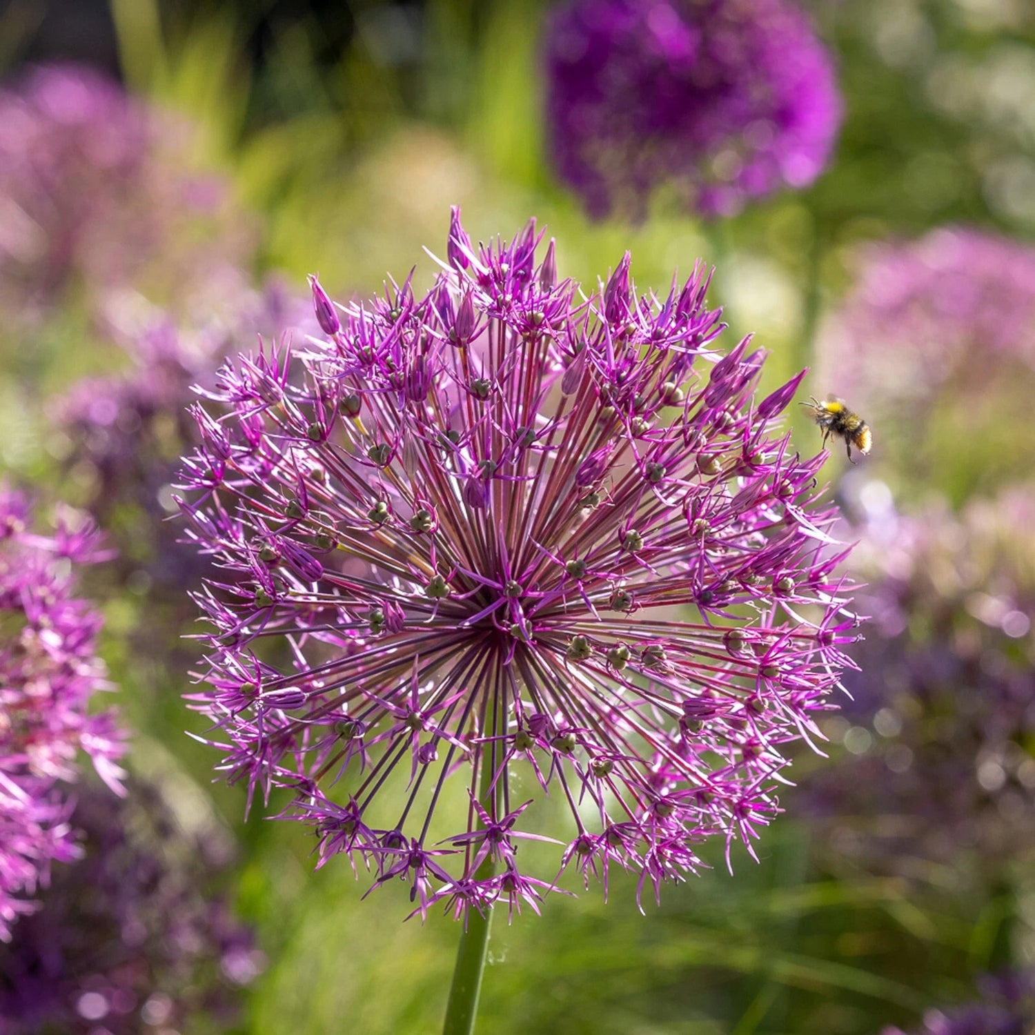 ALLIUM JESDIANUM Seeds Shipping Ornamental Onion Vegetable Seeds – Heirloom, Non-GMO, High Germination Organic Garden Seeds