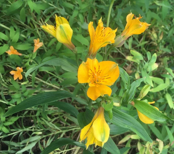 Alstroemeria aurea Yellow Parrot Lily Seeds – Heirloom, Non-GMO, High Germination Organic Garden Seeds