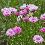 Tall Pink Bachelor Button Cornflower Seeds Flower SELLER SHIPPING heirloom non-gmo seeds