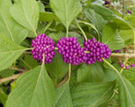 PURPLE AMERICAN BEAUTY BERRY BEAUTYBERRY CALLICARPA AMERICANA SEEDS heirloom non-GMO seeds