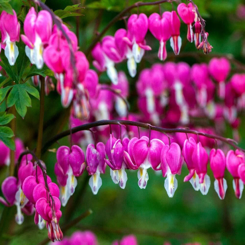 Bright Pink Purple Bleeding Heart Seeds Flowers Seed Flower US SELLER heirloom non-GMO seeds