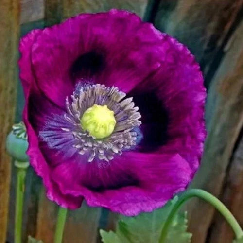 Lauren s Grape Papever Somniferum Poppy Seeds Great Reseller Papaver sp. heirloom non-gmo seeds