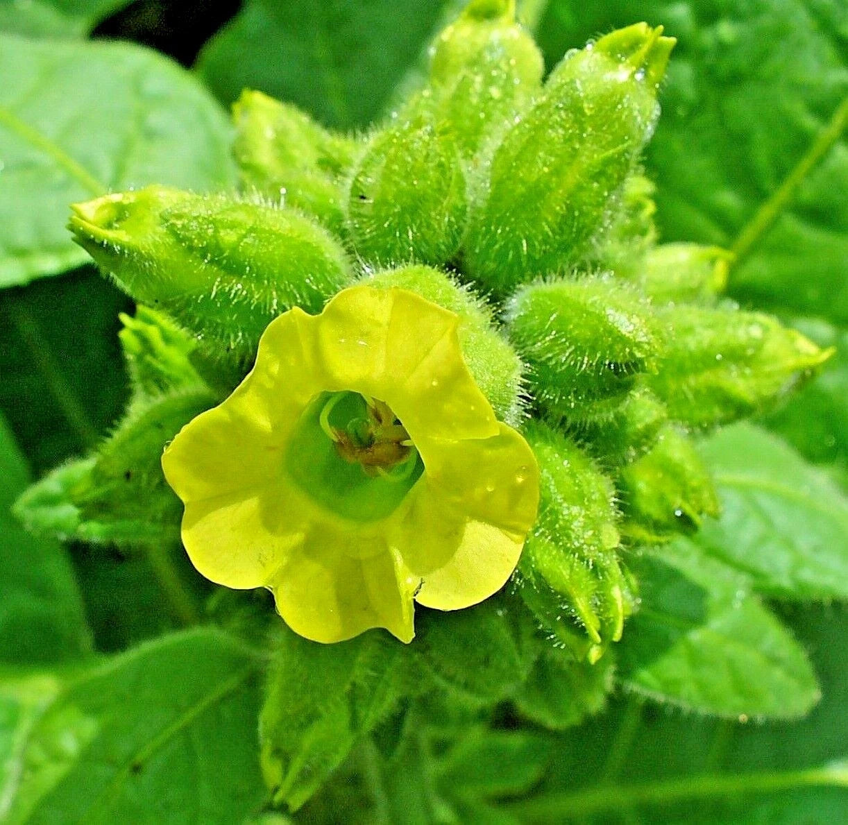 AZTEC TOBACCO Seeds BULK Shipping Nicotiana rustica Sacred Tobacco Seeds heirloom non-gmo seeds