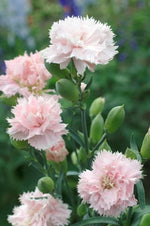 Carnation La France seeds heirloom non-gmo seeds