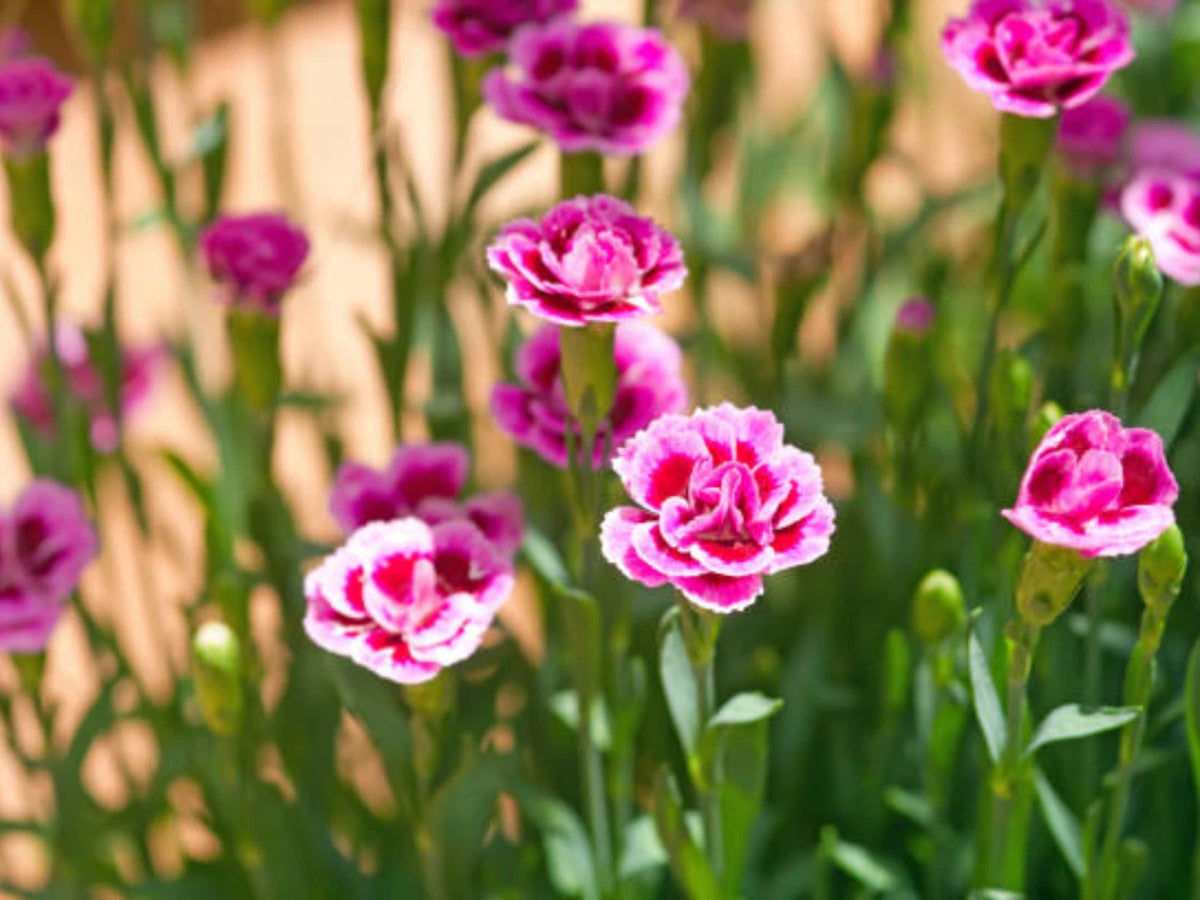 Dianthus Pink Kisses Carnations - Dianthus Seeds – Heirloom, Non-GMO, High Germination Organic Garden Seeds