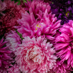 Crego Giant Mix Aster Seeds Stunning Blooms Flower Grown heirloom non-gmo seeds