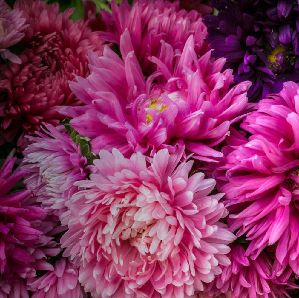 Crego Giant Mix Aster Seeds Stunning Blooms Flower Grown heirloom non-gmo seeds