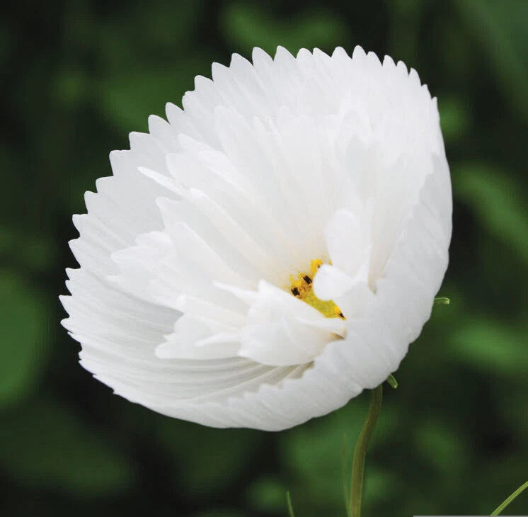 Cosmos Cupcake White Seeds Seeds Per Packet heirloom non-GMO seeds