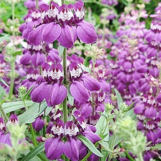 CHINESE HOUSES Wildflower Sun or Shade Pollinator Attractor Seeds heirloom non-GMO seeds