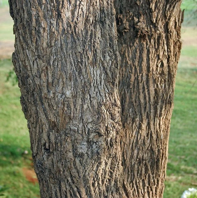 Cordia dichotoma Clammy Cherry Seeds – Heirloom, Non-GMO, High Germination Organic Garden Seeds