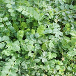 SMALL BURNET SEEDS Sanguisorba minor - Salad Burnet Herb Flower Forage heirloom non-gmo seeds