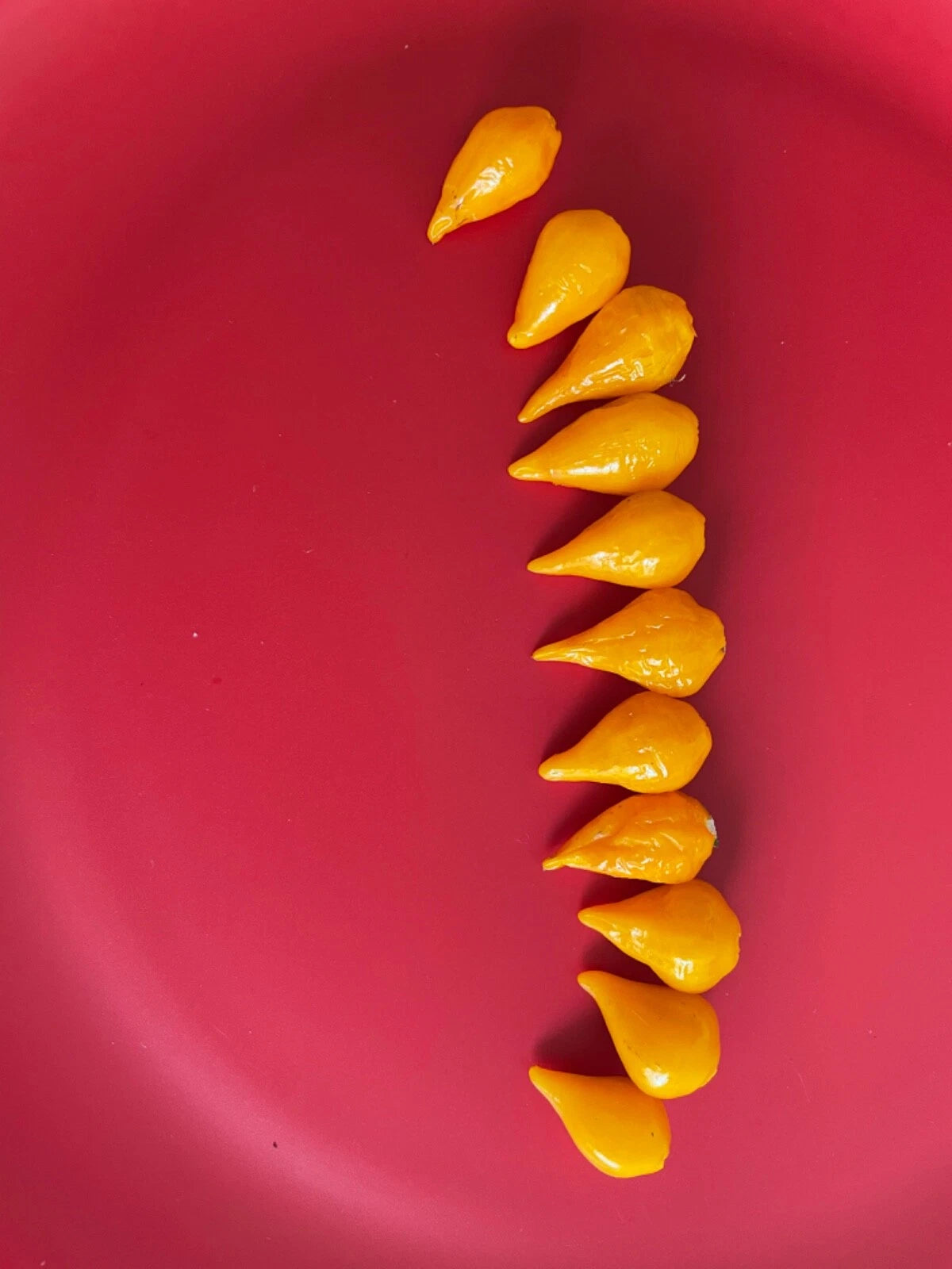 Yellow Biquinho Brazilian Pepper Seeds Hot heirloom non-gmo seeds